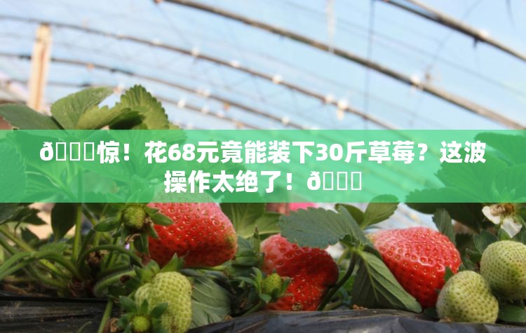 🍓惊！花68元竟能装下30斤草莓？这波操作太绝了！🛒