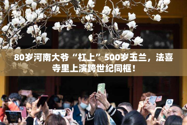 80岁河南大爷到法喜寺拍500岁玉兰