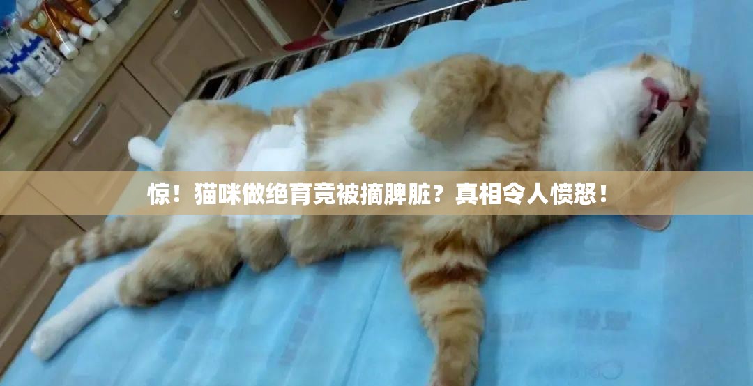 惊！猫咪做绝育竟被摘脾脏？真相令人愤怒！